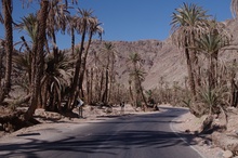 Palmy, w większości zaniedbane, zdobią Wadi Ferrain
