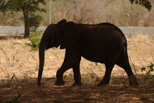 Słoniowe patrole kręcą się przy drogach