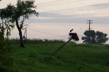 A headstrong stork