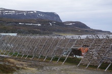 Sztokfisz, śmierdzący biznes Norwegii