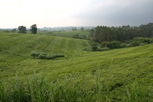Ugandan greenery