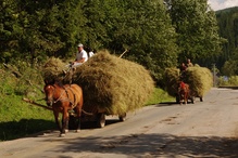 Hay dominates in the Carpathian agriculture