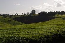 Tea lands